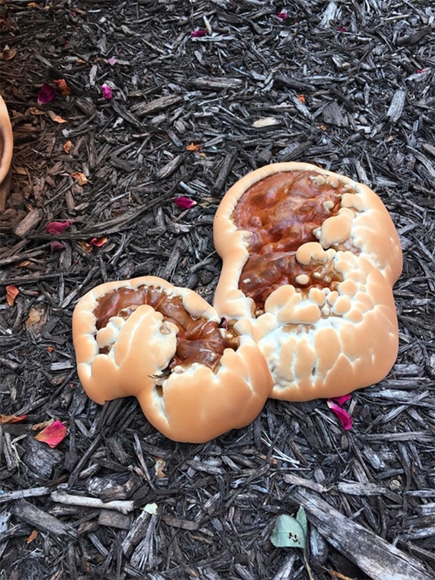 This fungus that looks like a roasted marshmallow with some sort of delicious, chocolatey filling...or a couple of chili dogs on weird buns.