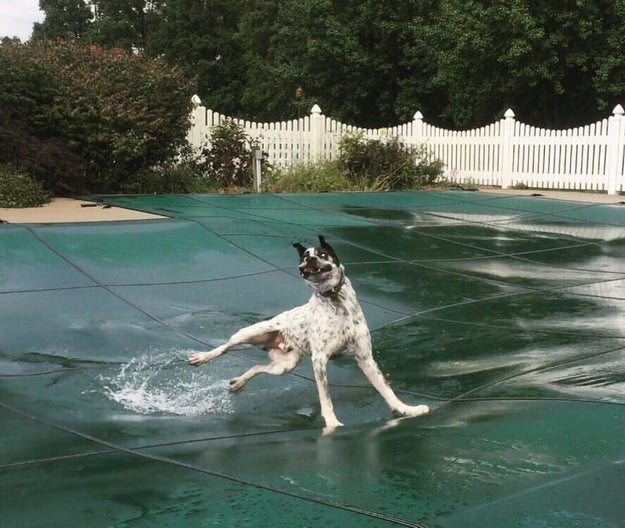 Also, this poor dog...and that pool cover: