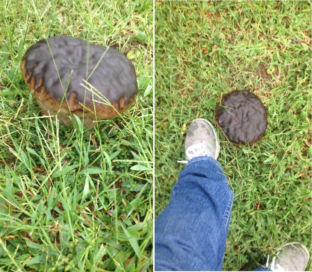 This mushroom that I wouldn't think twice about seeing in a box of Dunkin' Donuts.