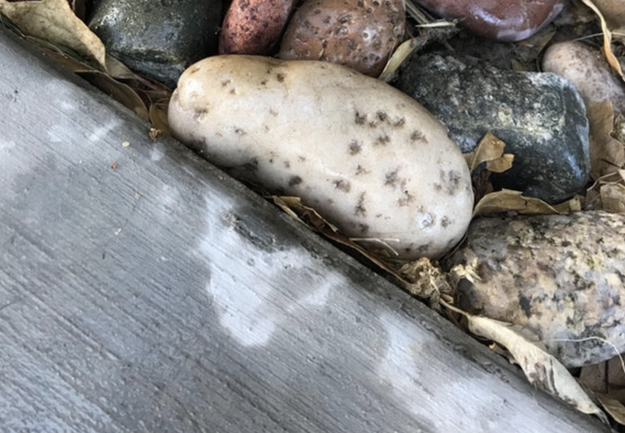 This rock that looks like a perfect potato.