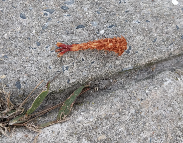 This chewed up pinecone that looks like coconut shrimp.