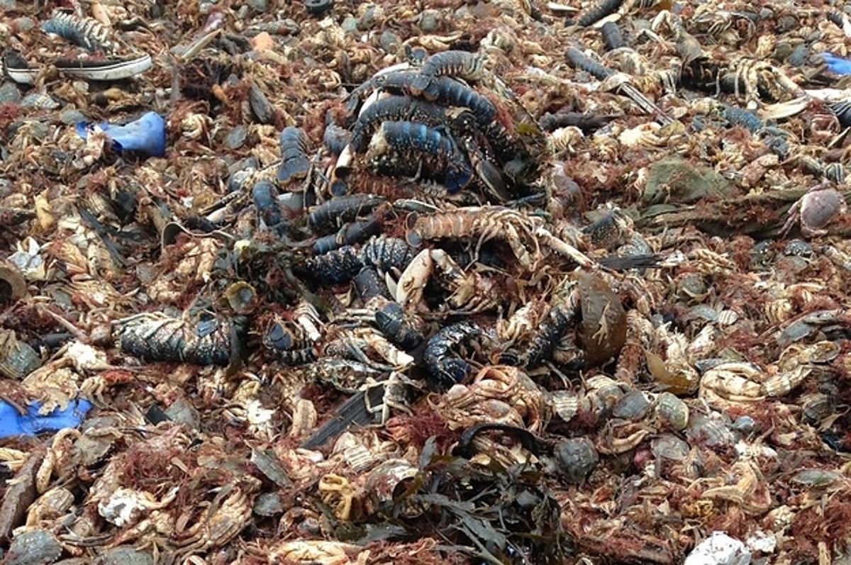 Tons Of Dead Marine Animals Are Washing Up On UK Beaches