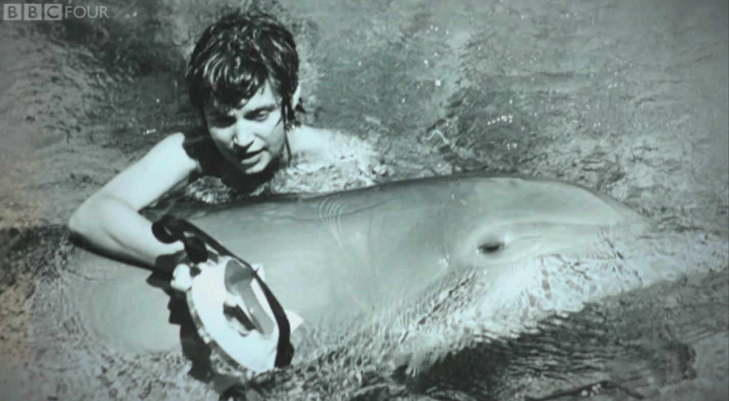 According to the Guardian article, the facility's dolphin vet noted, &...
