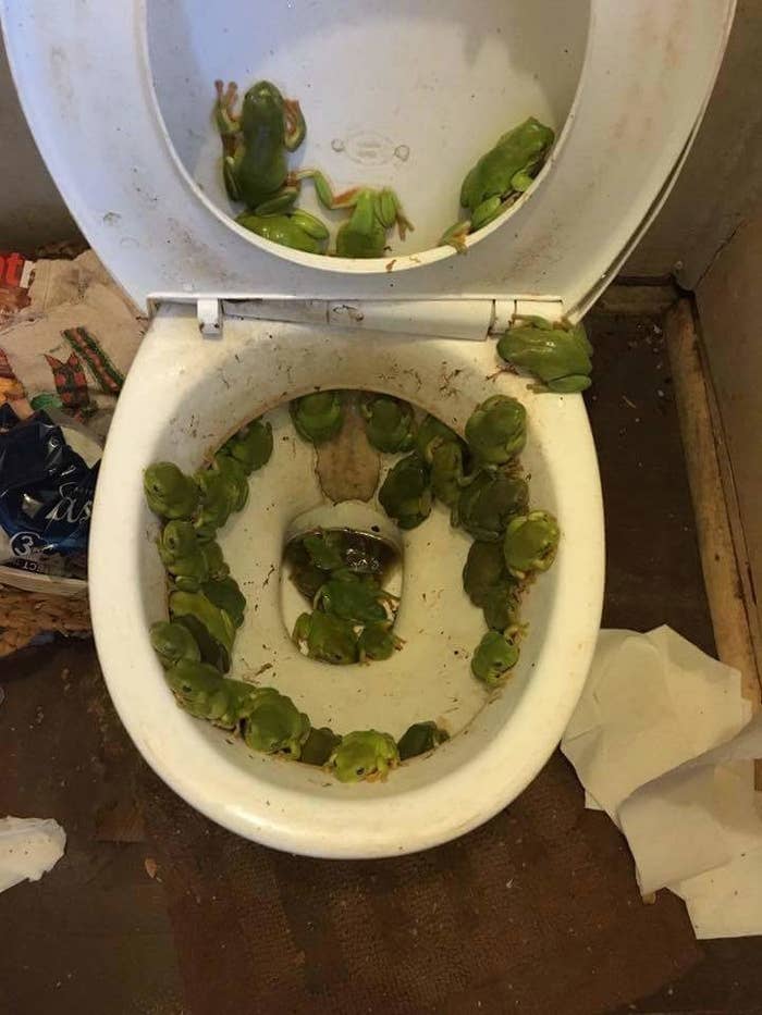 poop toilet bowl