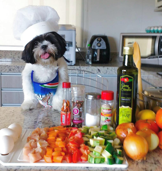 While this furry lil' chef has not: