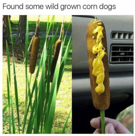 Por qué me las comería: hmmm. Una pregunta difícil. Seguramente porque soy un puto idiota.A qué creo que sabrían: al perrito caliente con maíz de la naturaleza.