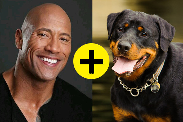 Big Dog Breed Matches Your Personality 