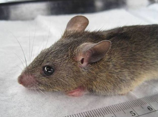 Lassa fever is normally spread to humans from rodents carrying the Lassa virus.