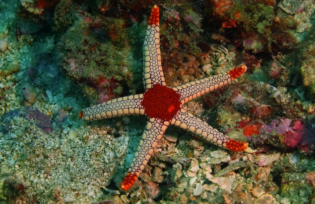 With all of these disturbing powers, starfish must have really big brains, right? WRONG. Starfish actually lack brains.