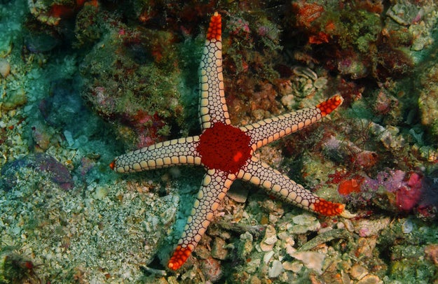 With all of these disturbing powers, starfish must have really big brains, right? WRONG. Starfish actually lack brains.