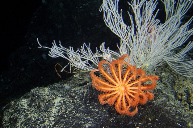 Some starfish actually have night vision, making it easier for them to creep in the shadows.