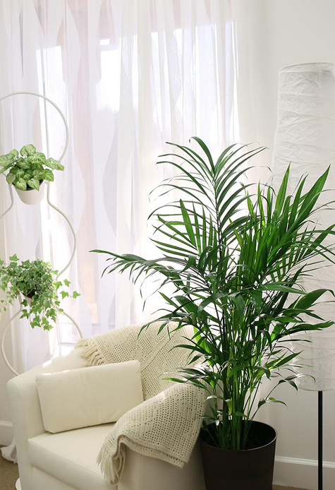 18 Of The Best Places To Buy Houseplants Online