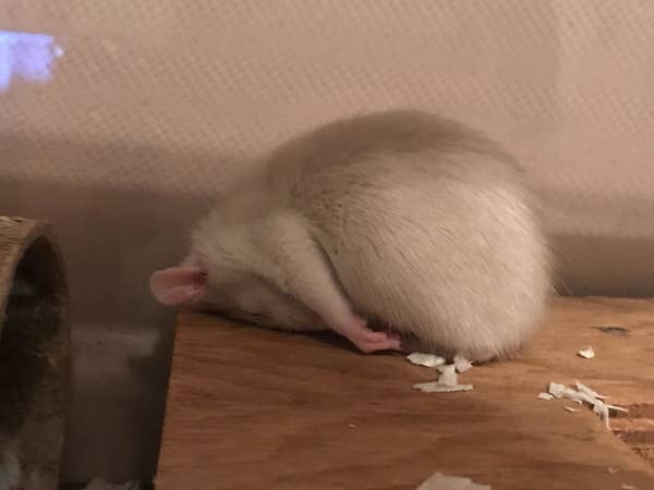 21 Reasons Rats Actually Make Amazing Pets