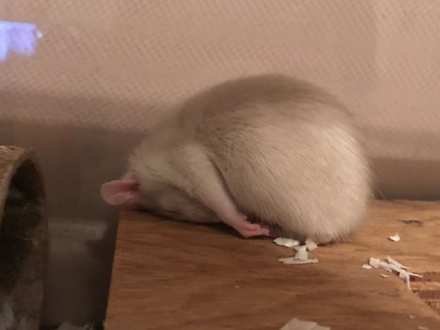 Rats also manage to be cute even while sleeping: