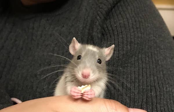 21 Reasons Rats Actually Make Amazing Pets