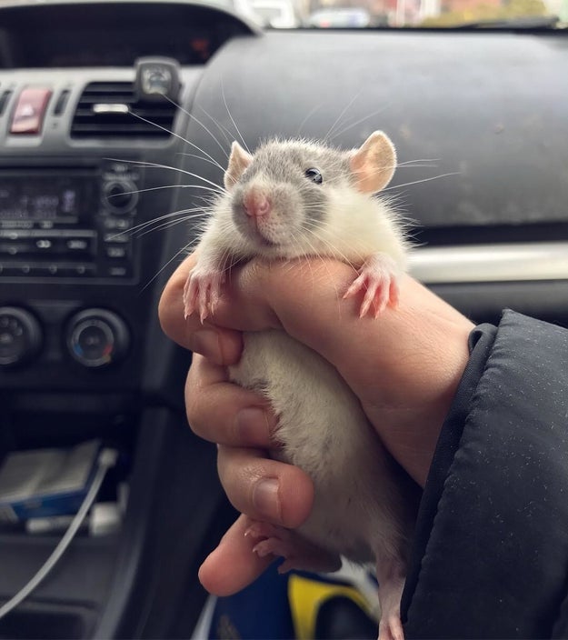 Rats are the perfect pet to lovingly smoosh: