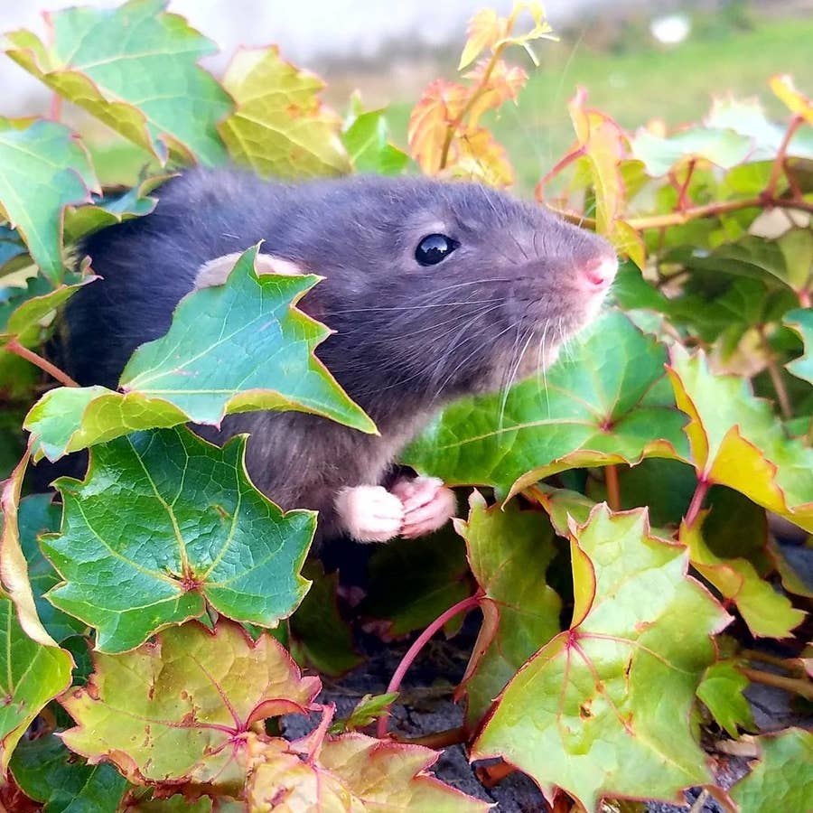 ネズミが素晴らしいペットになる理由