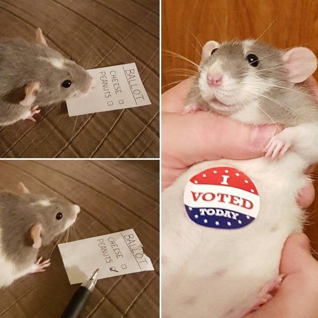 And did you know rats actually care a lot about democracy? Because they do: