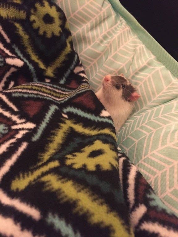 21 Reasons Rats Actually Make Amazing Pets