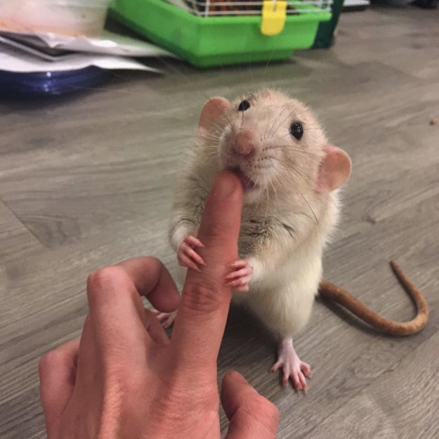 Rats are the best pets. Just look at this cute little furball: