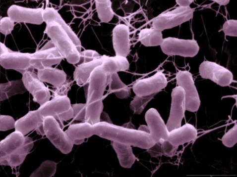 Salmonella bacteria affect the gastrointestinal tract, and people usually get sick from ingesting contaminated food or water.