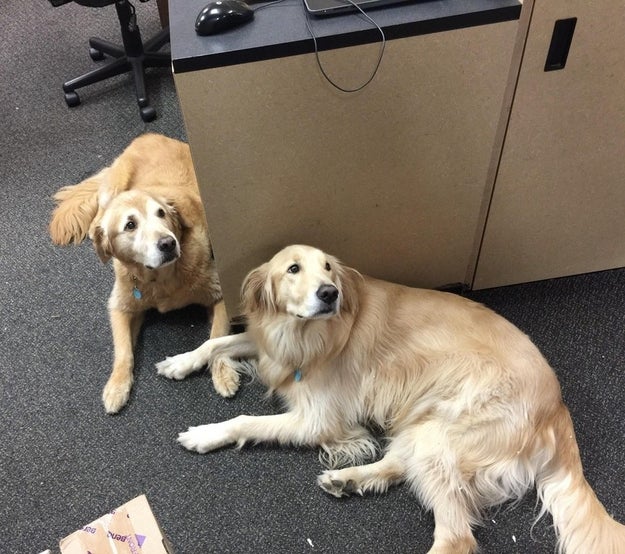 And lastly, these golden gurlz doin' an office gossip who stop boofin' as soon as you walk by.