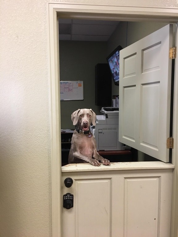 This eager boye who loves a good customer service!