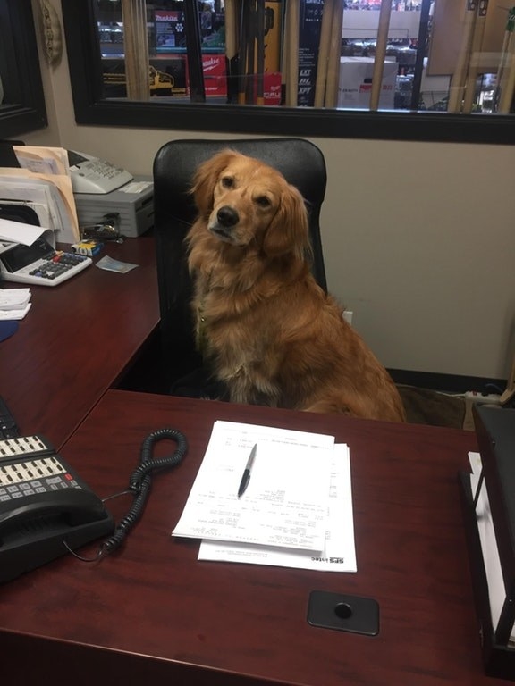 This CFO (Chief Floof Officer) needs to see you in her office when you have a minute.