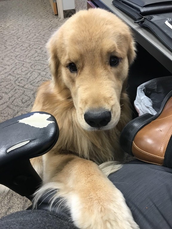 This puppy-eyed snoof who just wants to make sure you're meeting your deadline.