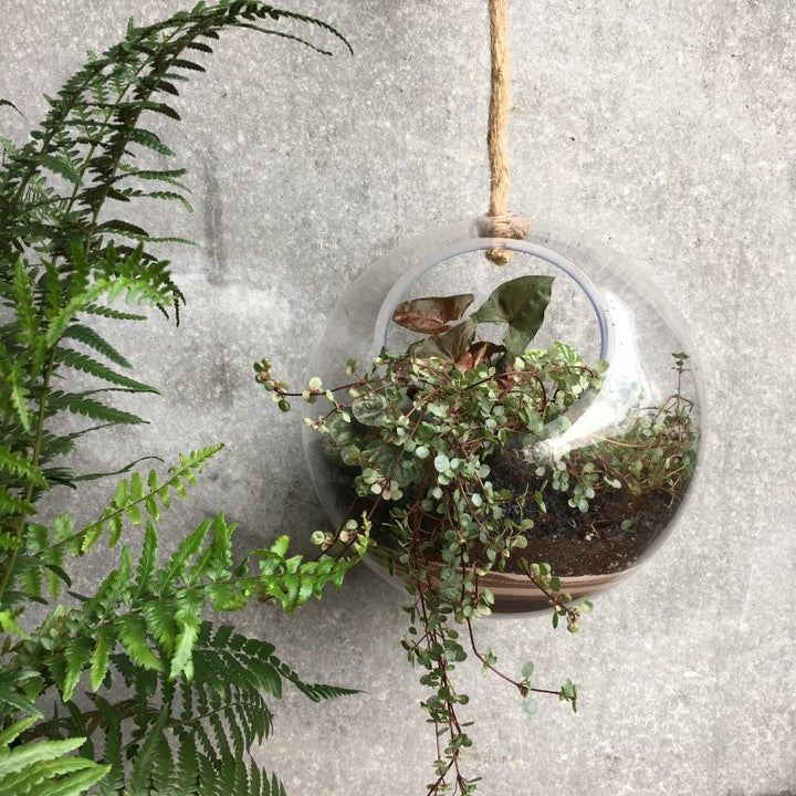 18 Of The Best Places To Buy Houseplants Online