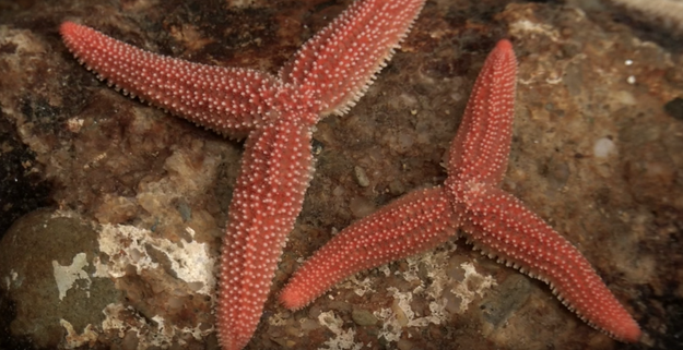 Oh, and the new starfish is an EXACT genetic clone of the parent starfish.
