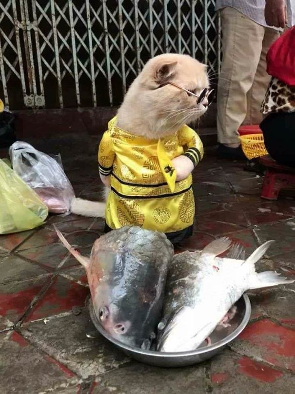 Cats And Kittens For Sale And Adoption Oodle Classifieds Cats And Kittens For Sale And Adoption Oodle Classifieds