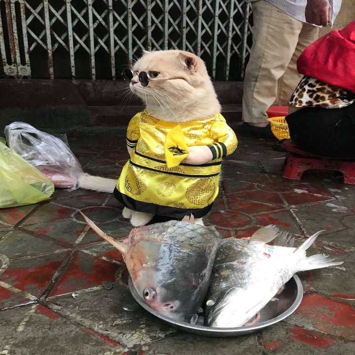 This Cat Named Dog Works At The Fish Market And People Love Him Biology Diagrams