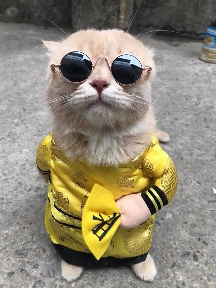 This Cat Named Dog Works At The Fish Market And People Love Him