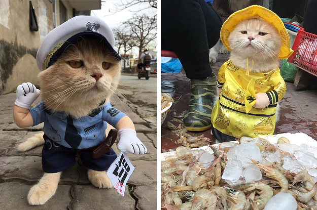 This Cat Named Dog Works At The Fish 