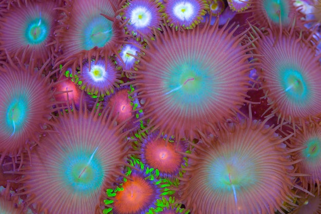 It can be hard to know if you are buying a coral that contains palytoxin.