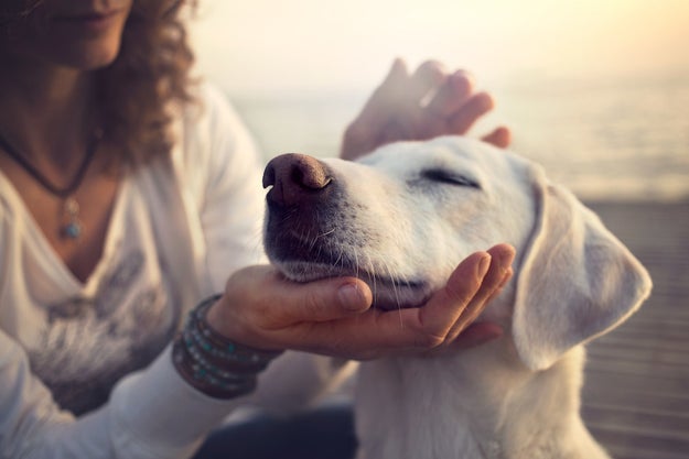 No humans have died from exposure to corals from a fish tank. But some dogs may have.