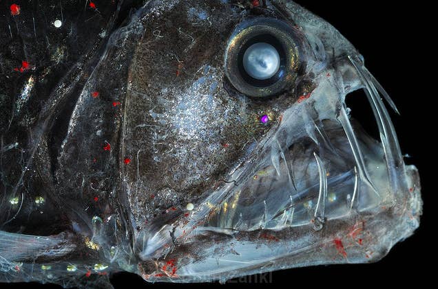 21 Creatures From The Deep Sea That Will Absolutely Give You Nightmares