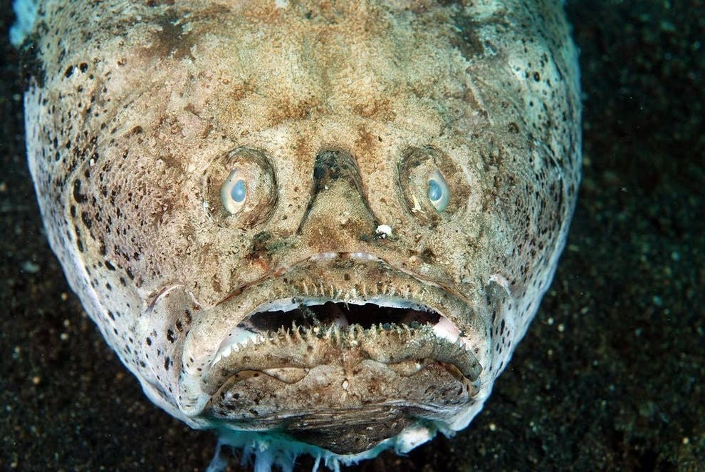 21 Creatures From The Deep Sea That Will Absolutely Give You Nightmares 21 Creatures From The Deep Sea That Will Absolutely Give You Nightmares