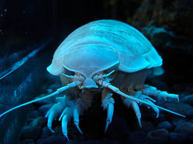 21 Creatures From The Deep Sea That Will Absolutely Give You Nightmares