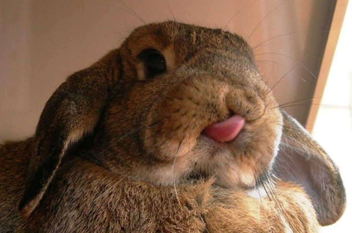 ウサギを愛する人だけが知っていること