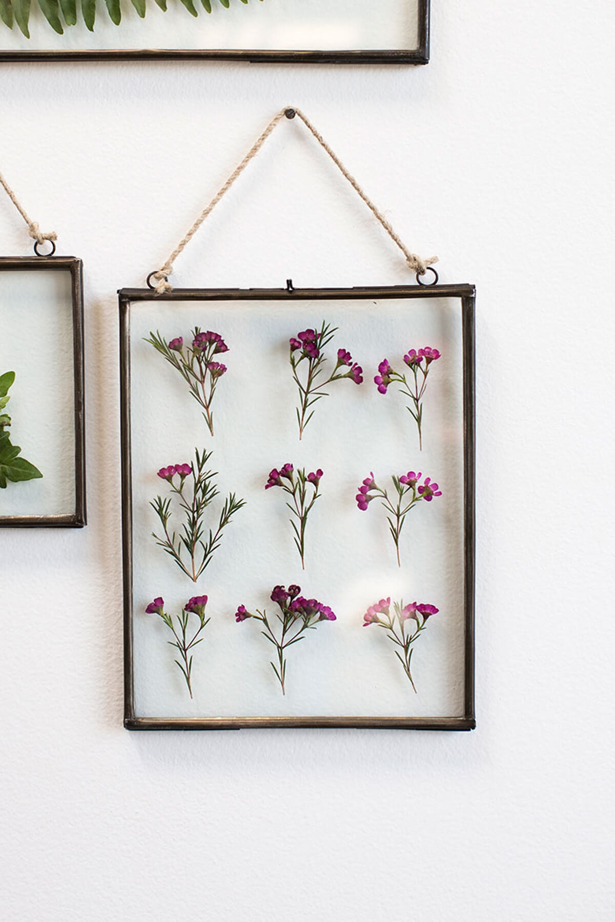 Pressed Flowers Change Color, and That's Okay! - Pressed Flower Shop