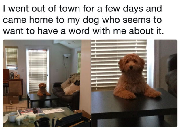 This dog who was not too happy about his owner going on vacation.