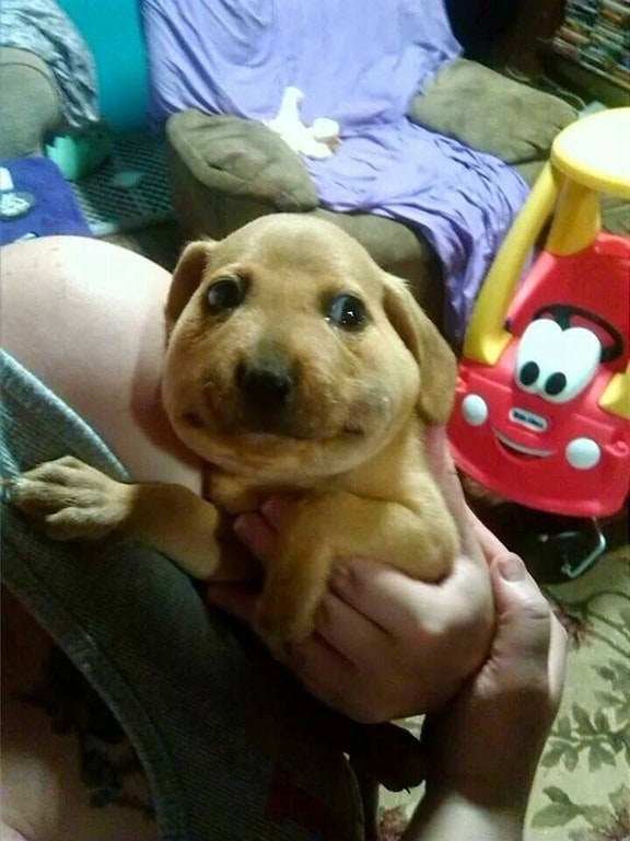 This poor pup who ate a bee, and is now paying the price.