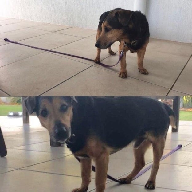 This dog who had to be "freed" after he got "stuck" in place by standing on his own leash.