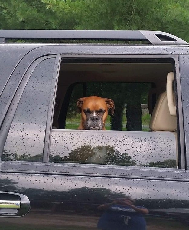 This dog who was NOT too pleased about having to leave the park.