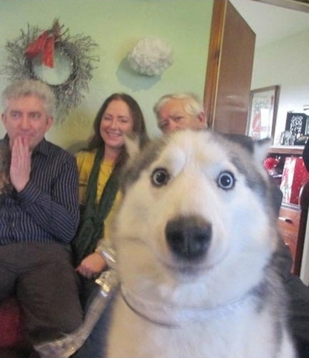 This dog who crashed the family's self-timer photo.