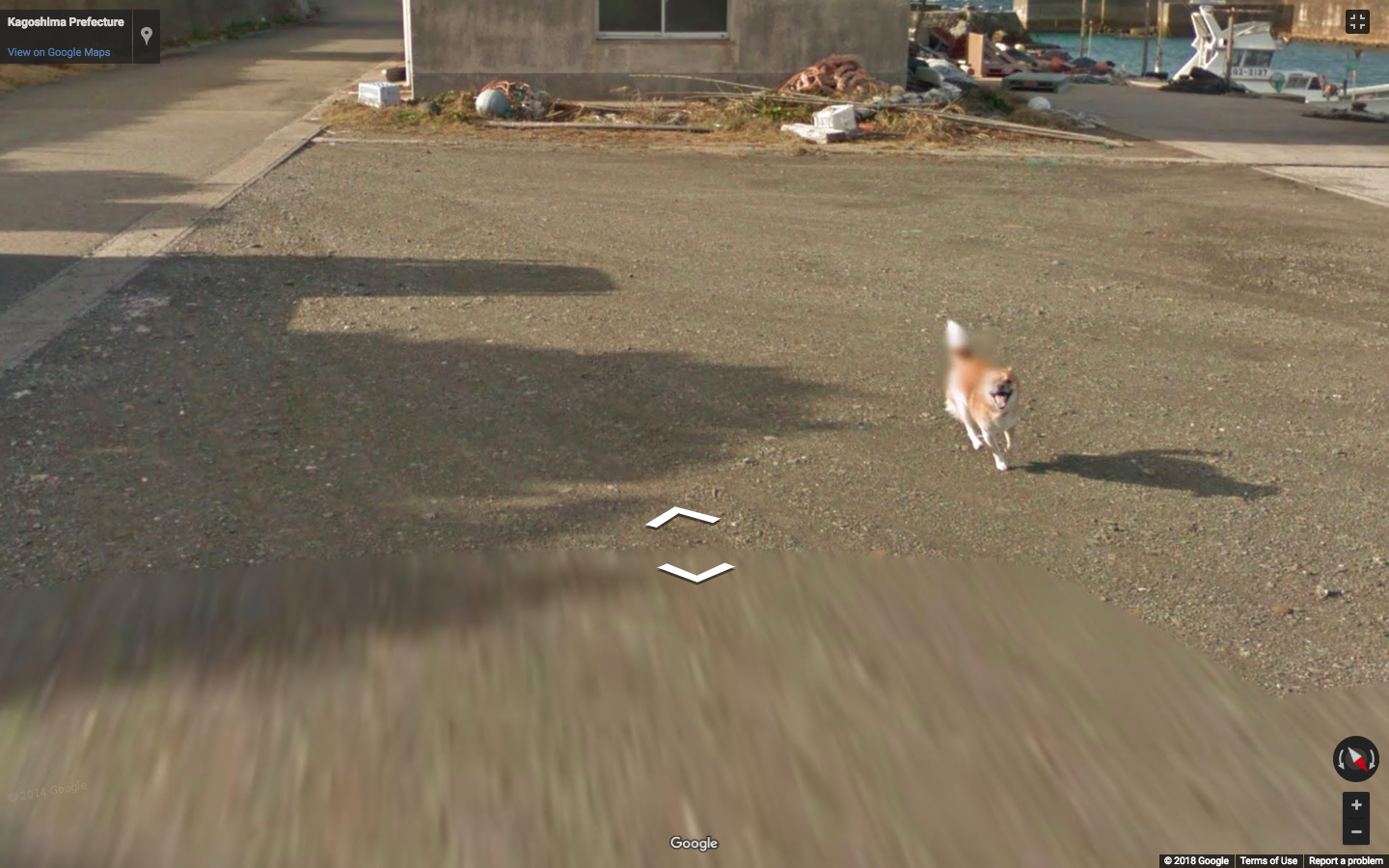This Dog Chasing A Google Street View Car Is So Cute I Could Die