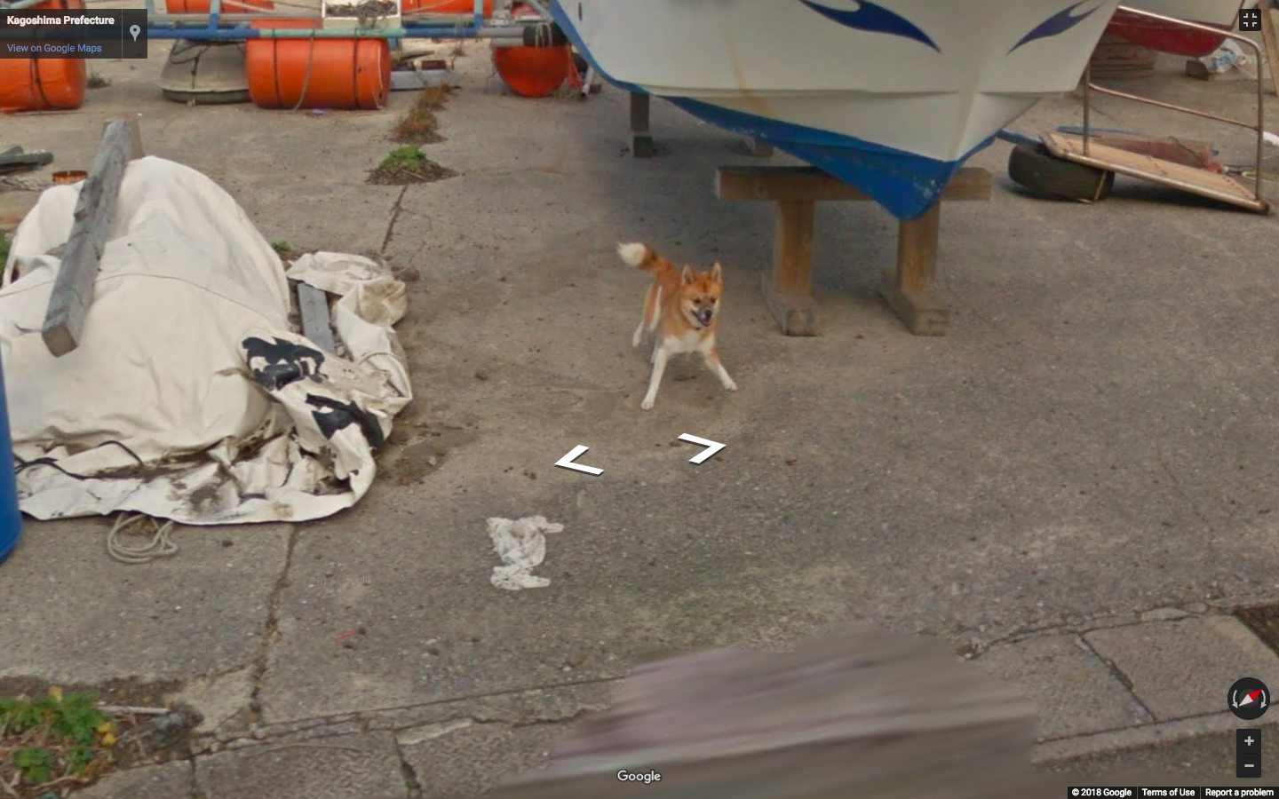 Dog on best sale google street view