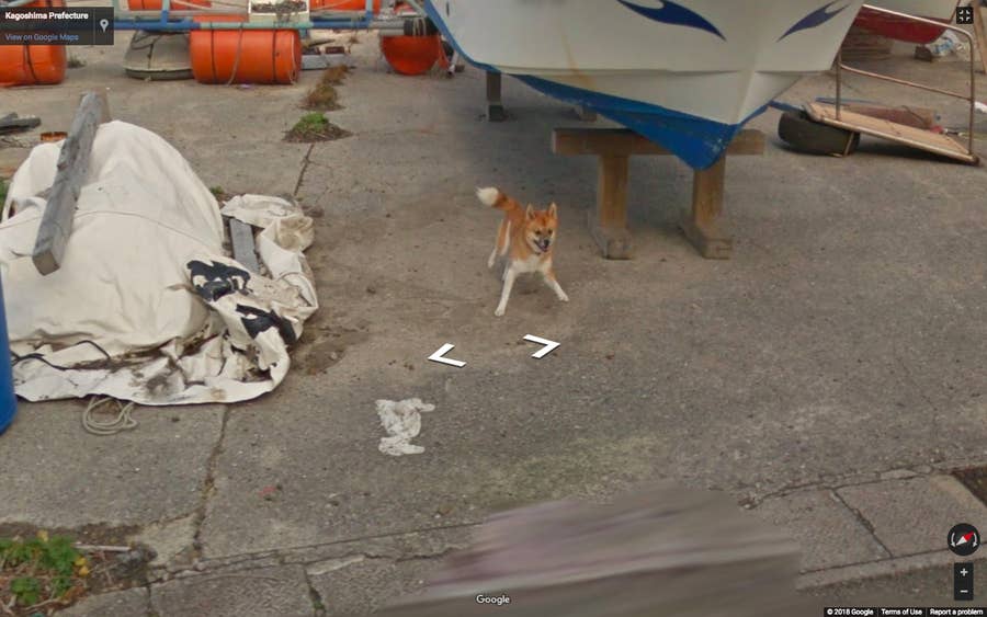 Dog chasing google maps clearance